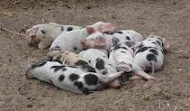 биологические стрессы у свиней