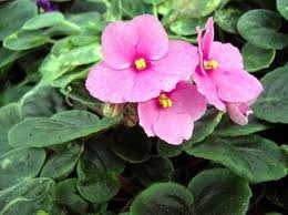 двулетники
