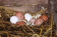 яйца в гнезде, фото