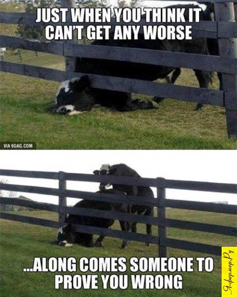 Корова застряла в заборе, бык воспользовался ситуацией. 