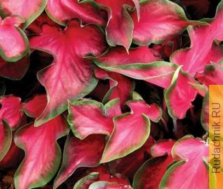 Каладиум, крылья ангела или слоновьи уши (Caladiums)