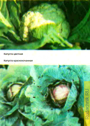 Капуста цветная фото, капуста краснокочанная фото.