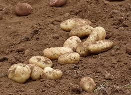 Семена, удобрения на огороде, помидоры, перец, картофель