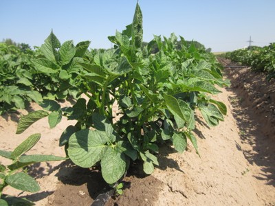 Полив картофеля