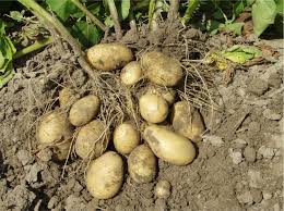 Уборка картофеля. 