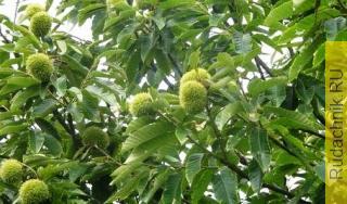 Как вырастить съедобный (посевной) каштан?