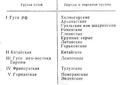 Классификация пород гусей
