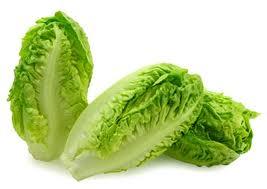 Кочанный салат 