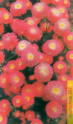Фото астр сорта «Кодрянка». 