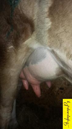 Можно ли доить корову руками если ее доили аппаратом?