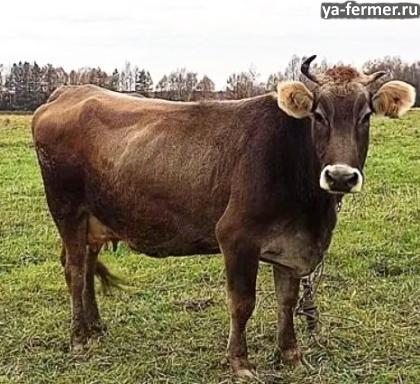 Костромская порода. Корова костромской породы.
