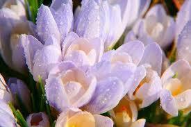 Рецепты выгонки веток красиво цветущих кустарников в зимнее время