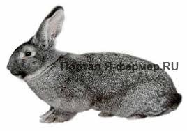 Кролик породы советская шиншилла