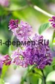 Красивоцветущие кустарники