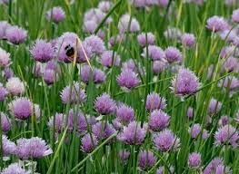 На фото - лук-резанец, (шнитт-лук)