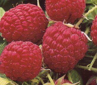 Агротехника малины, выращивание малины, сорта малины