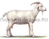 коза мегрельской породы