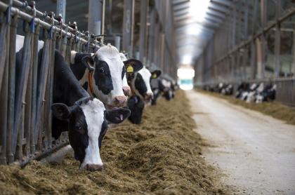 Цифровая система управления стадом: как повысить молочную и мясную продуктивность коров