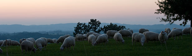 овцы пасутся поздним вечером