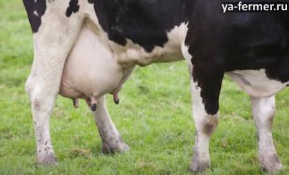 У коровы проблемы с ногами. Как лечить?