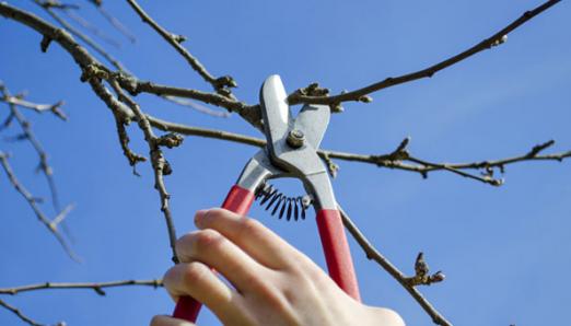 Какие существуют способы обрезки плодовых деревьев