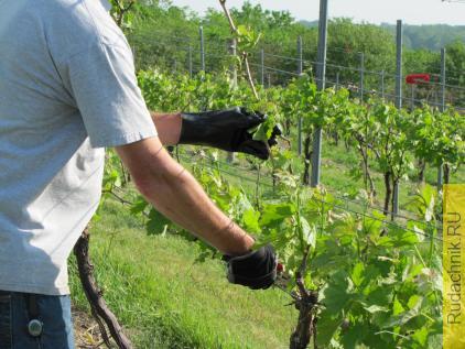 Обрезка винограда.