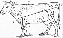 Способ определения живой массы скота путем обмера