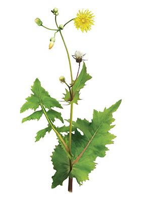 Осот — клыкастый враг огородников