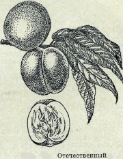 Отечественный - сорт персика