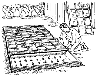 Парник под рассаду