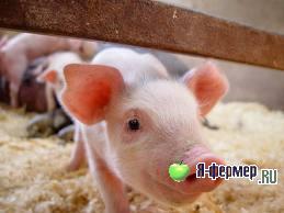 Рожа свиней - инфекционное заболевание свиней