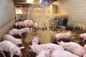 Эффективное свиноводство