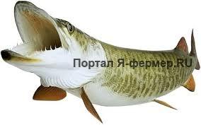 Щука рисунок