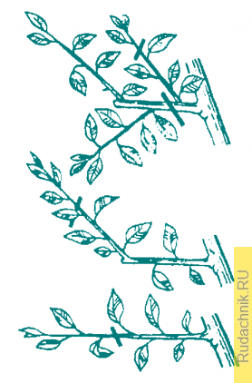 Как делать пинцировку, или прищипку верхушек побегов плодового дерева.