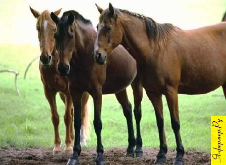 Техника ковки лошадей