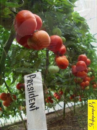 Агротехника томатов