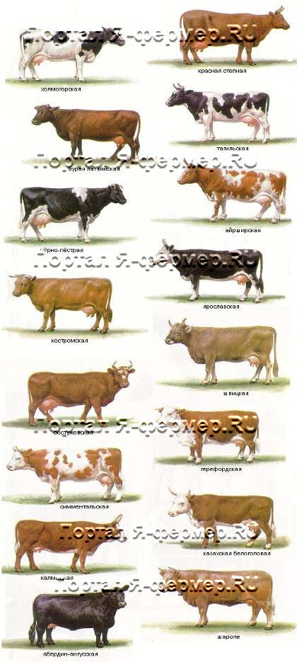 Породы крупного рогатого скота рисунок