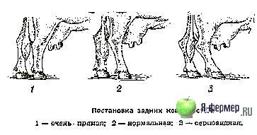 Постановка задних конечностей у коровы