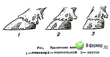 Постановка копыта у коровы