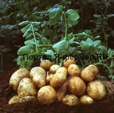 Защита картофеля: борьба с вредителями и заболеваниями