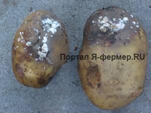 Заболевания картофеля