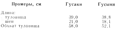 Промеры эмденских гусей