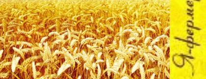  России нашли способ повысить урожайность пшеницы с помощью бацилл