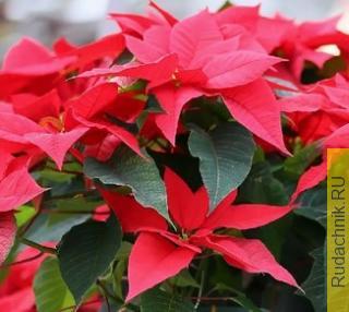 пуансеттия (Euphorbia), краснолистные комнатные растения