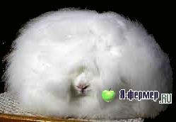 Пуховый кролик