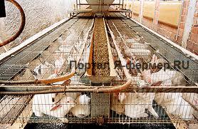 Кролики в клетках на ферме фото