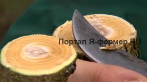 Размножение сирени