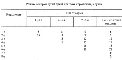 Таблица режим откорма гусей при 8-кратном приёме корма