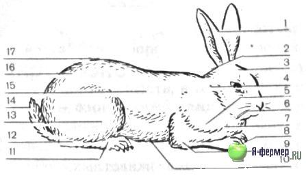 Стати кролика