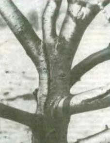 Что нужно обязательно сделать в плодовом саду ранней весной